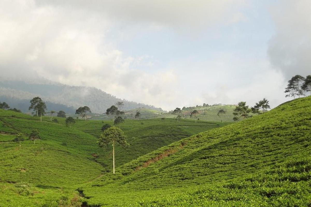a green hillside with a tree in the middle