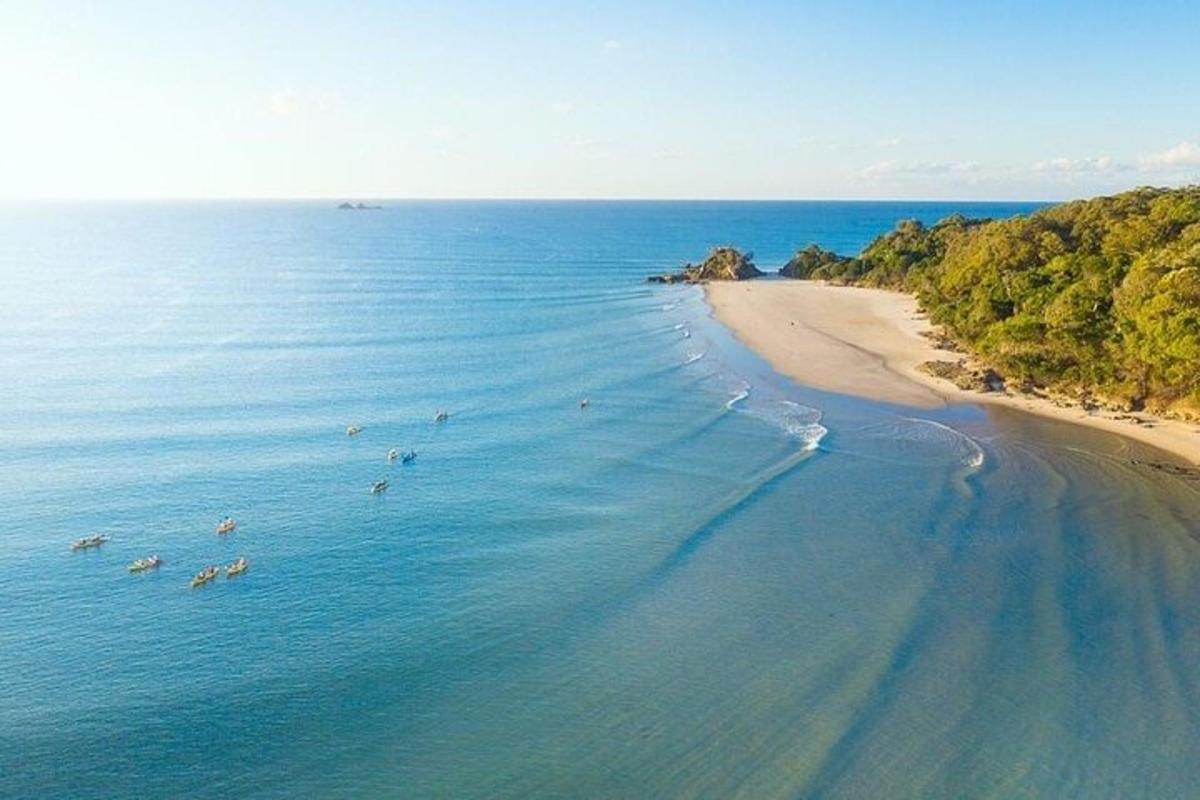 an aerial view of a beach with animals in the water