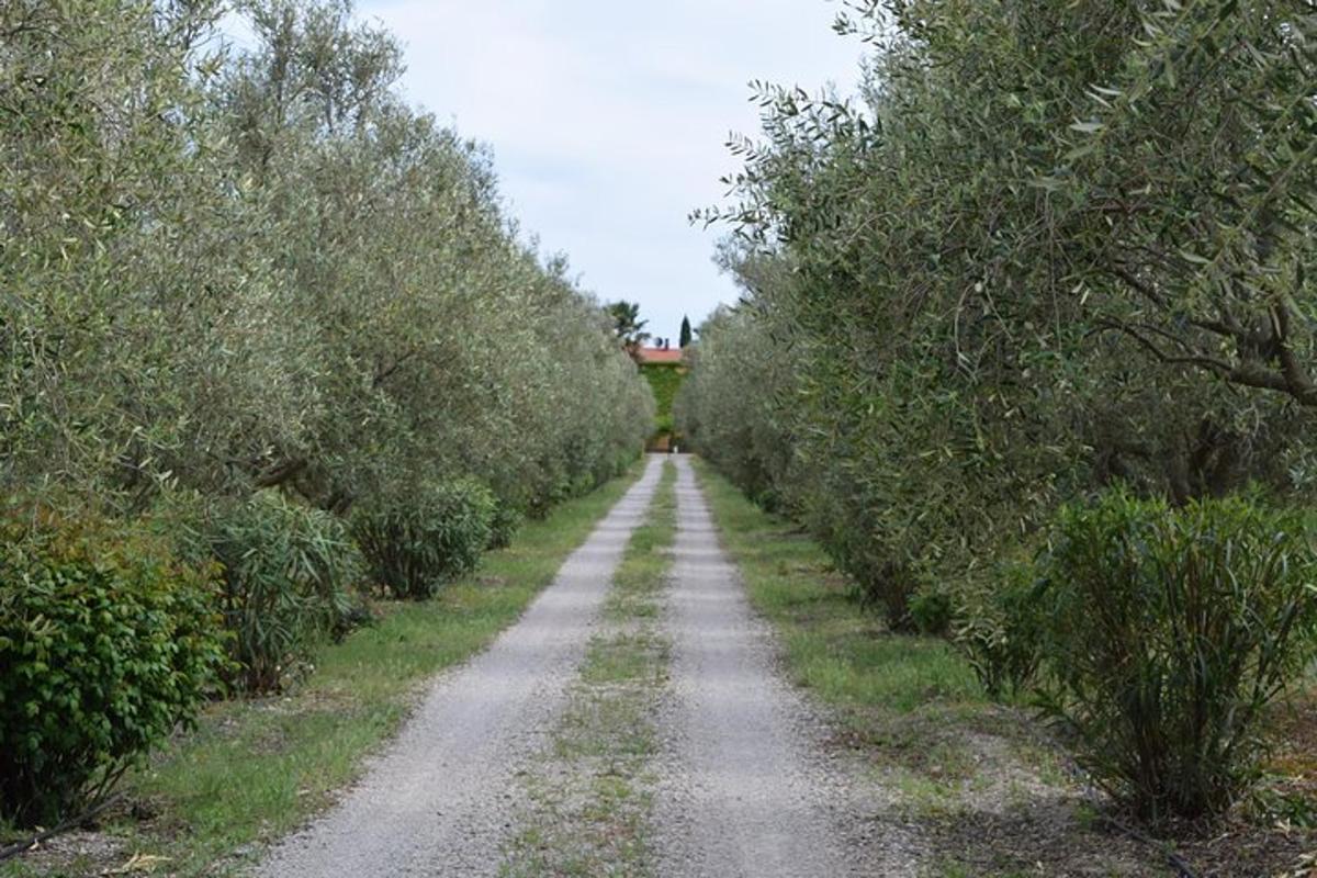 prašná cesta se stromy po obou stranách