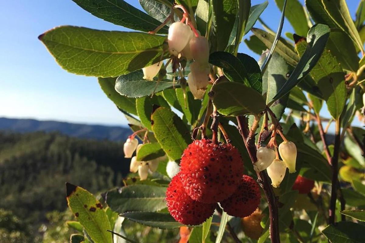a bunch of red berries hanging from a tree