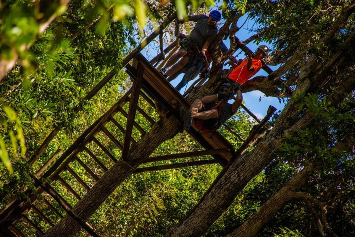 un gruppo di persone in piedi su una scala sull'albero