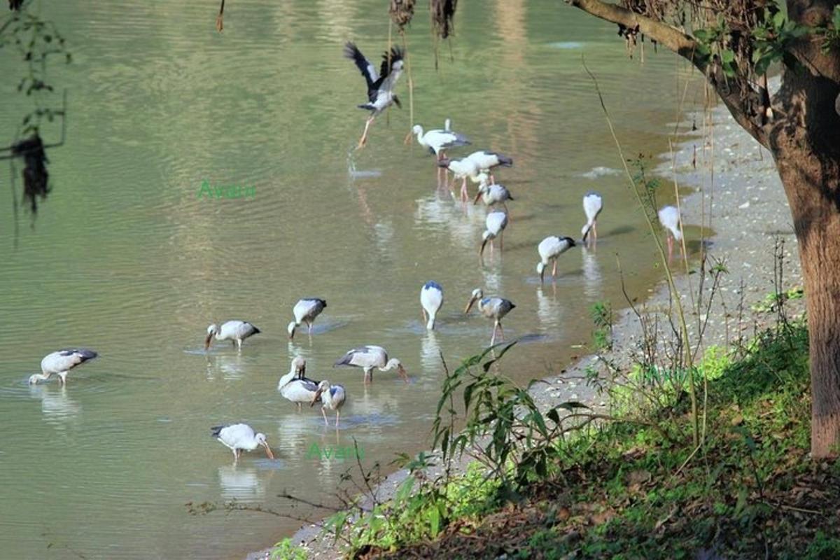 sekawan burung berdiri di dalam air