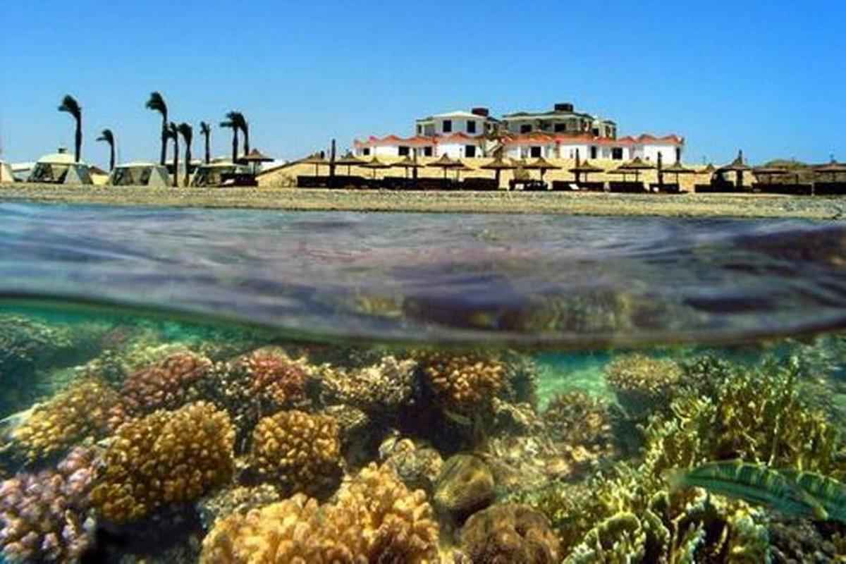 stingray plava čez koralni greben v oceanu