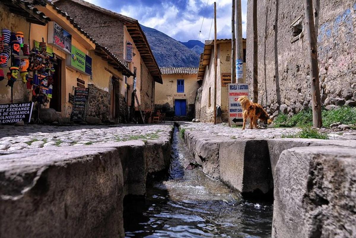 a dog standing on the side of a street near a river