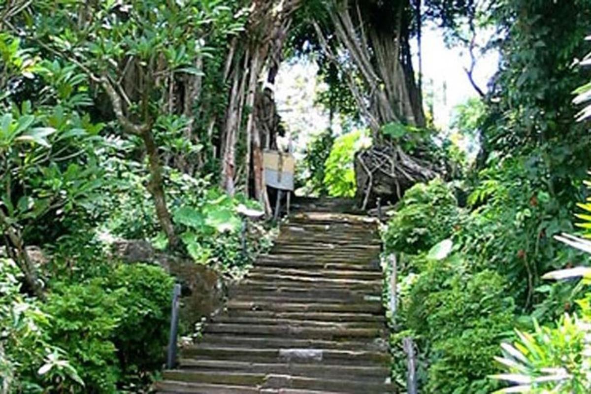 Un camino de madera en un jardín con árboles y plantas.