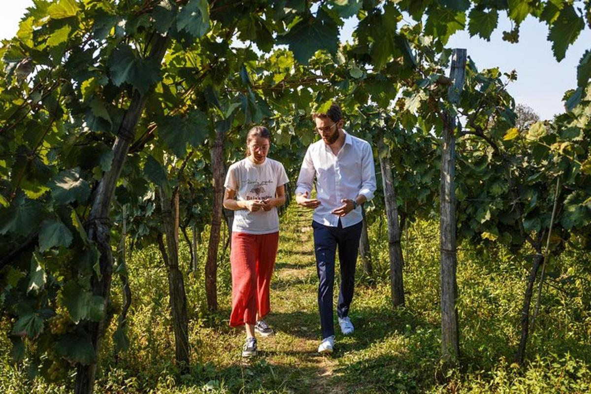 muž a žena procházející se vinicí