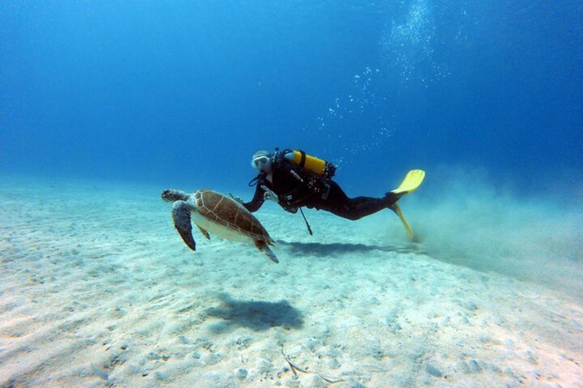 una persona buceando en el agua con una tortuga