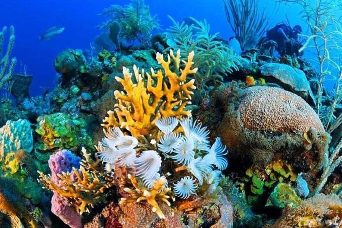 Un arrecife de coral con corales y peces en el océano.