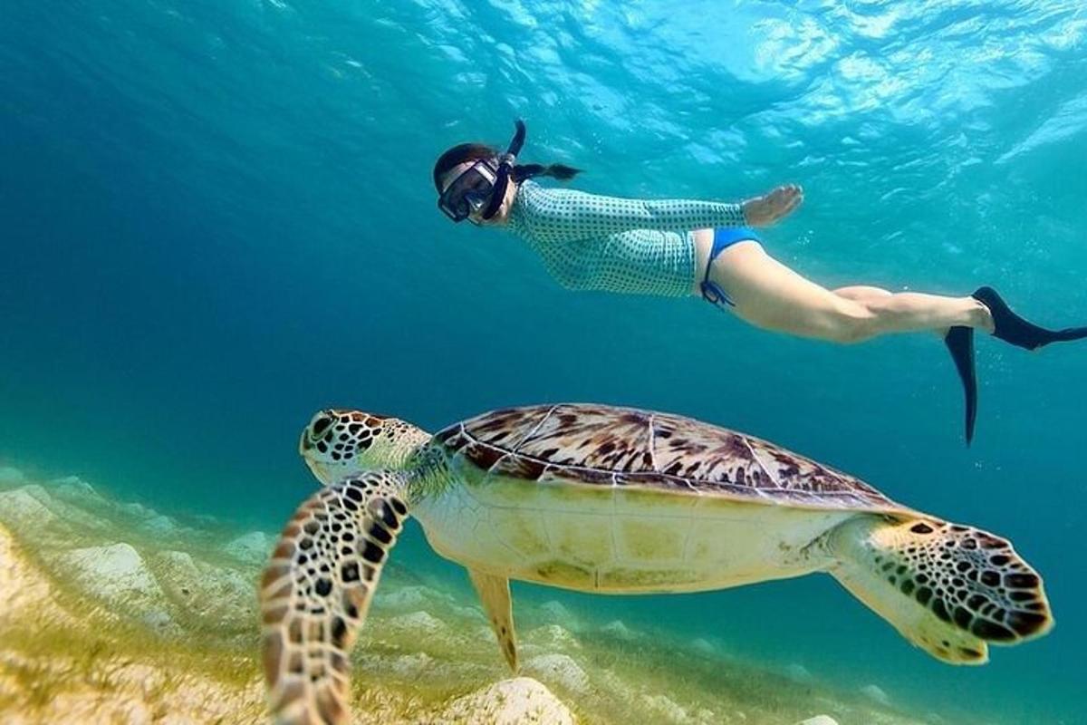 a person swimming next to a turtle in the ocean