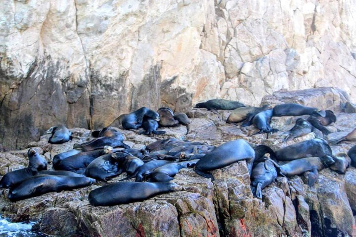 sekumpulan anjing laut yang terletak di atas batu