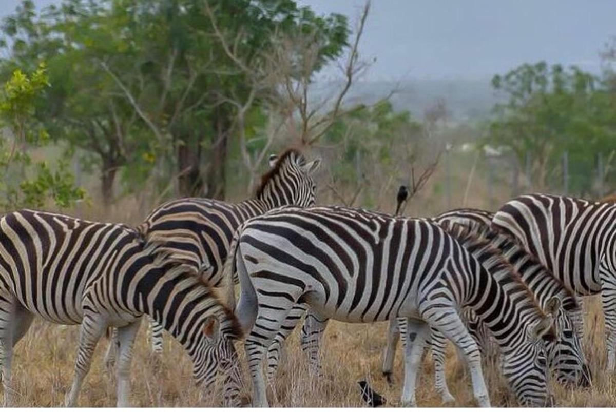 sekumpulan zebra sedang meragut di padang