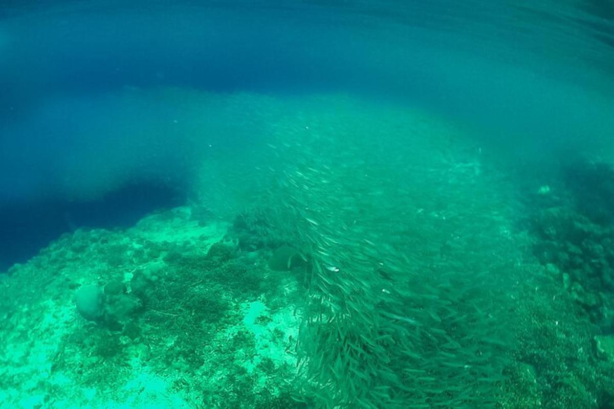 skupina rib, ki plavajo v oceanu