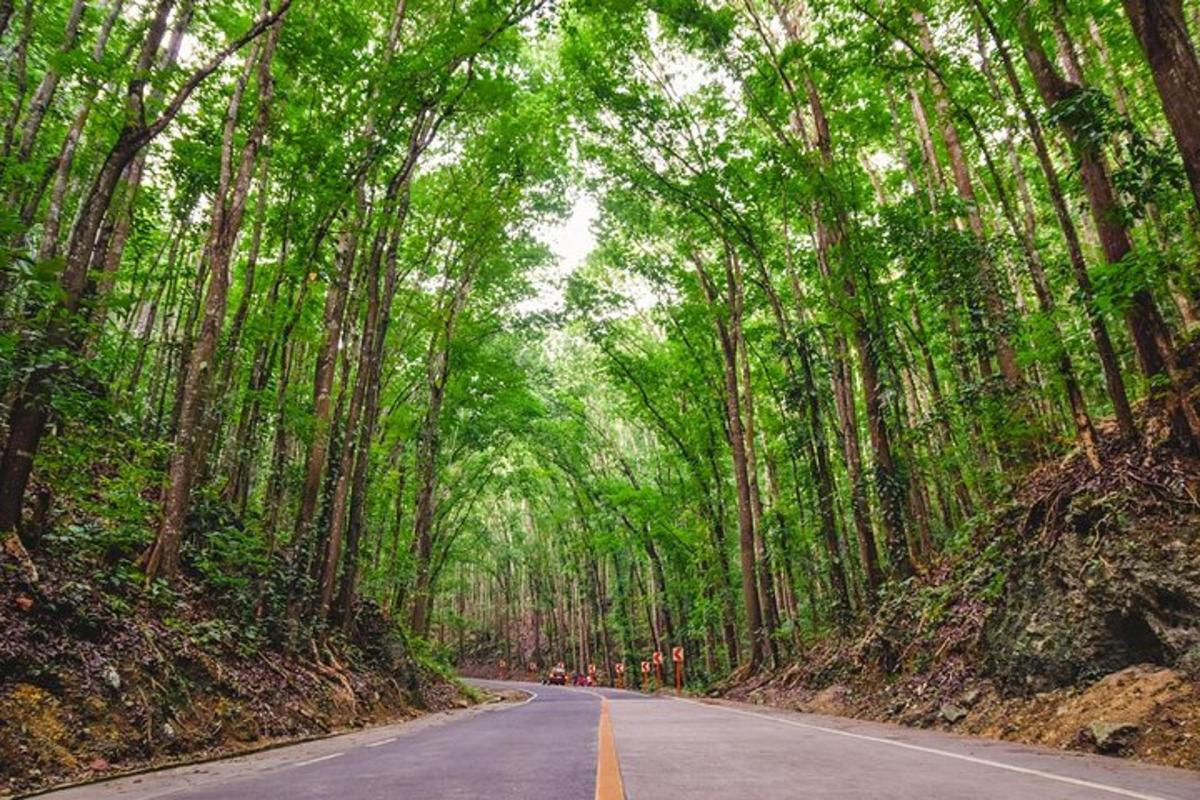 uma estrada vazia em uma floresta de bambu