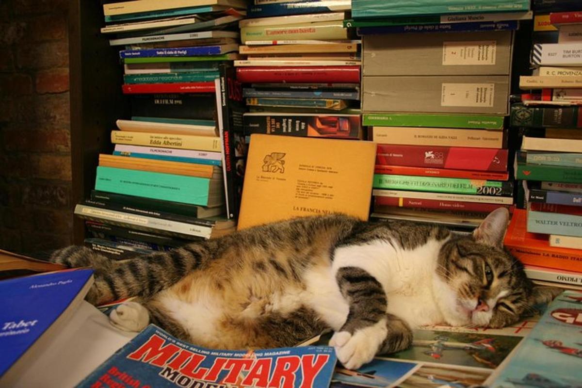 seekor kucing berbaring di atas tumpukan buku