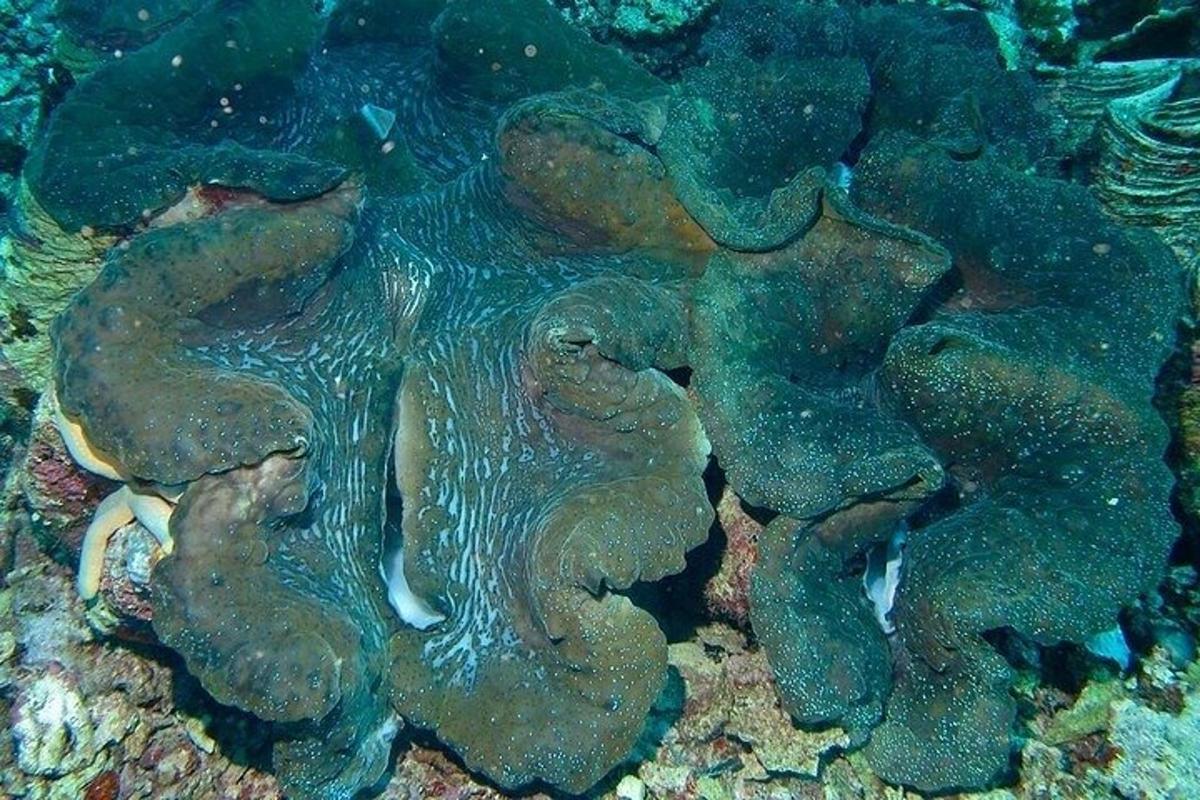 a close up of an octopus in the water