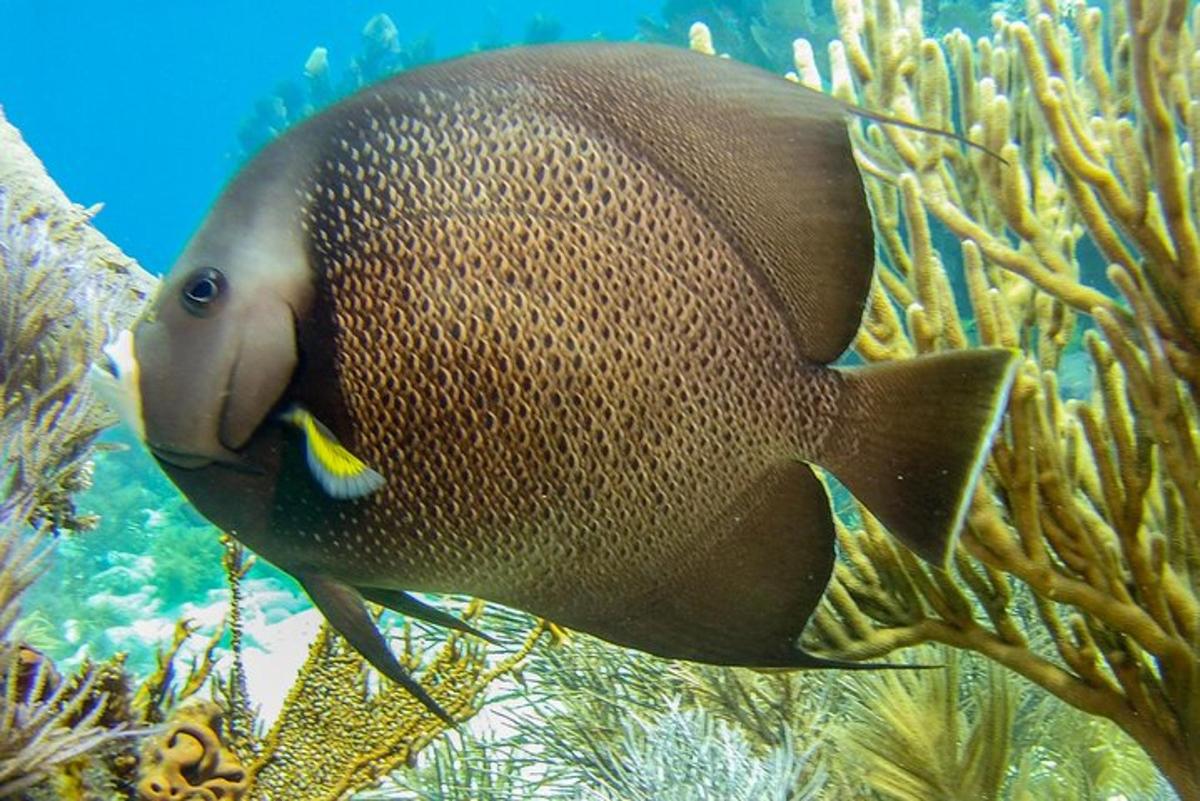 a fish is sticking its tongue out in the ocean