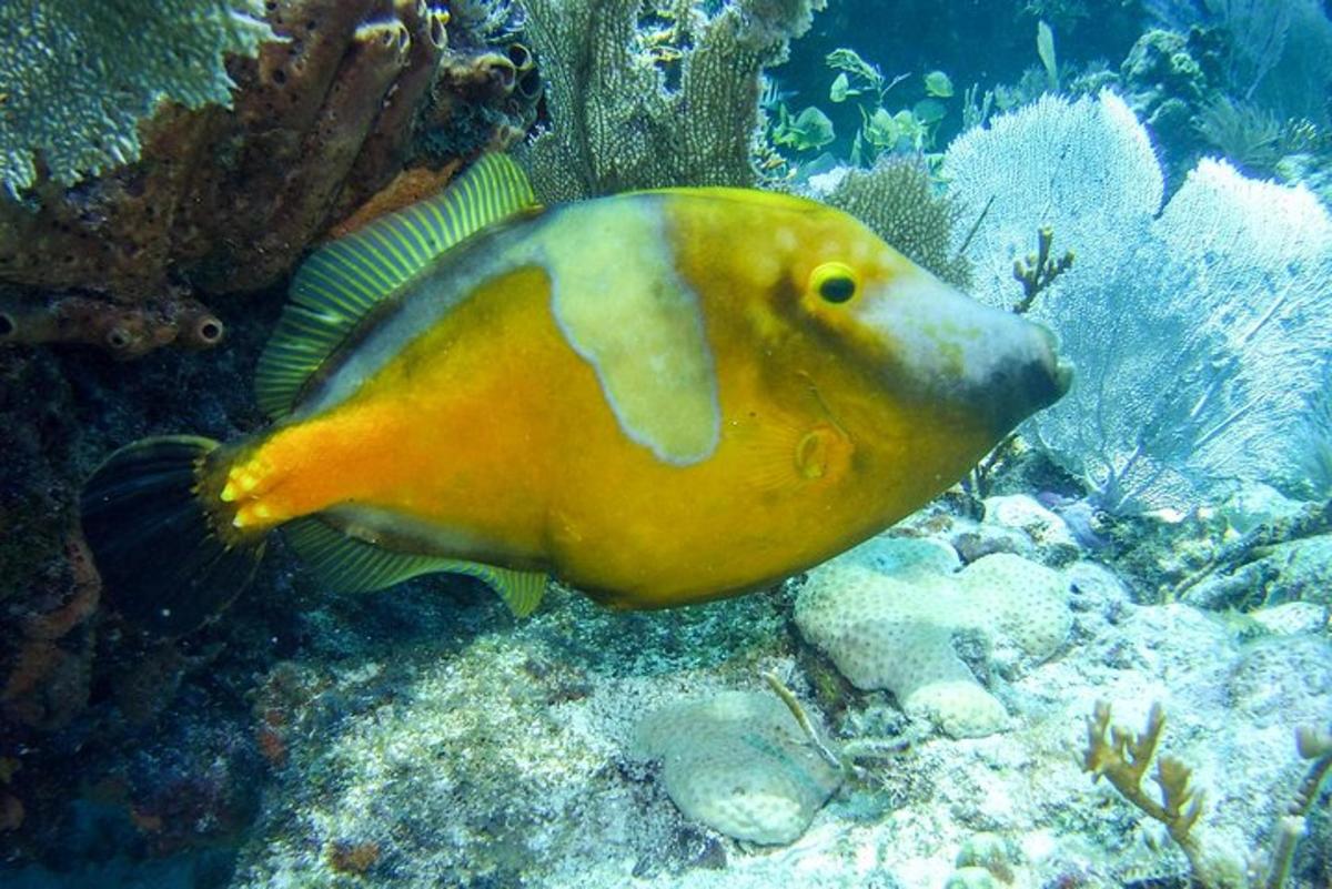 a yellow fish swimming on the ocean floor