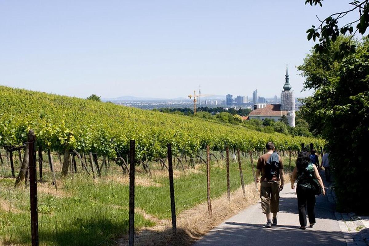 un grup de persones caminant per un camí a través d'una vinya
