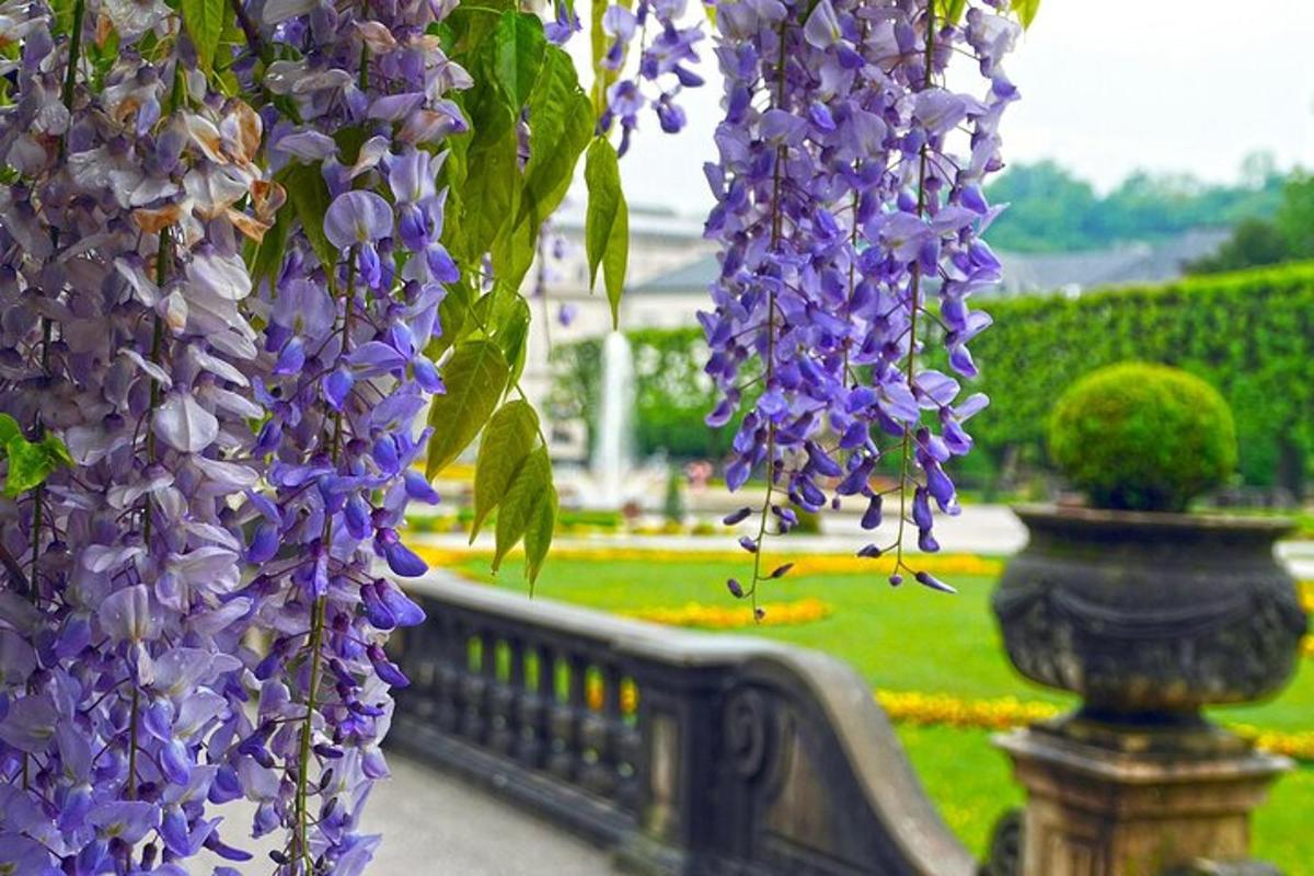 un ram de flors morades penjades d'una tanca
