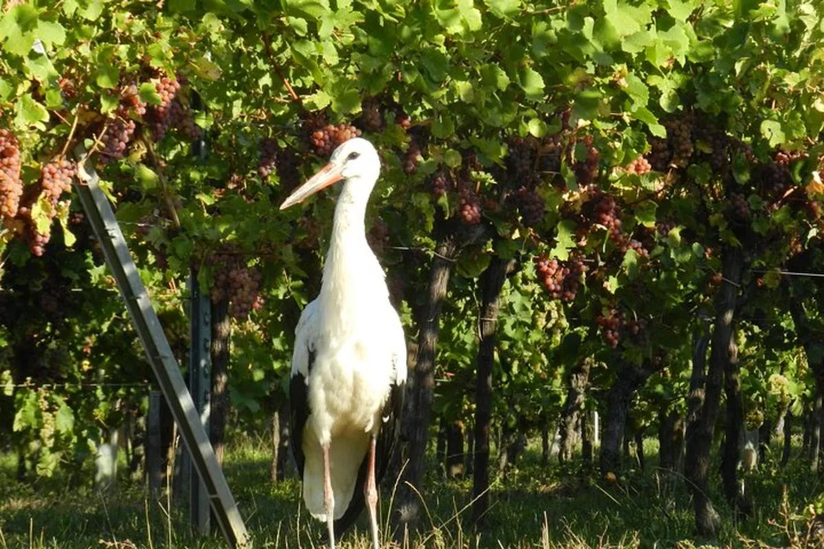 Colmar: Halbtägige Weintour mit 2 Dörfern und Weinprobe, 3 h 45 min – Foto 6