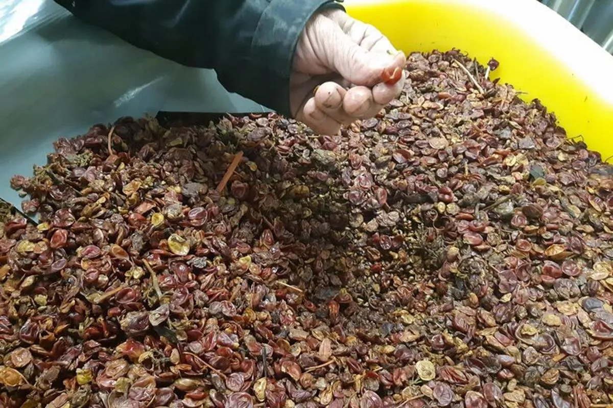 ICONICS Tour: 1/2 day on the Wine Route, visit of 2 Villages + Tasting. – photo 8