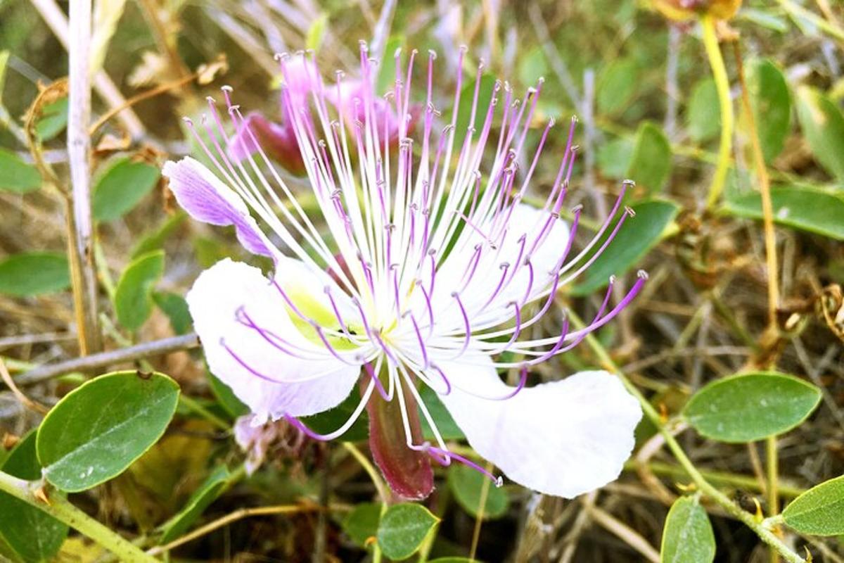 eine lila und weiße Blume mit grünen Blättern