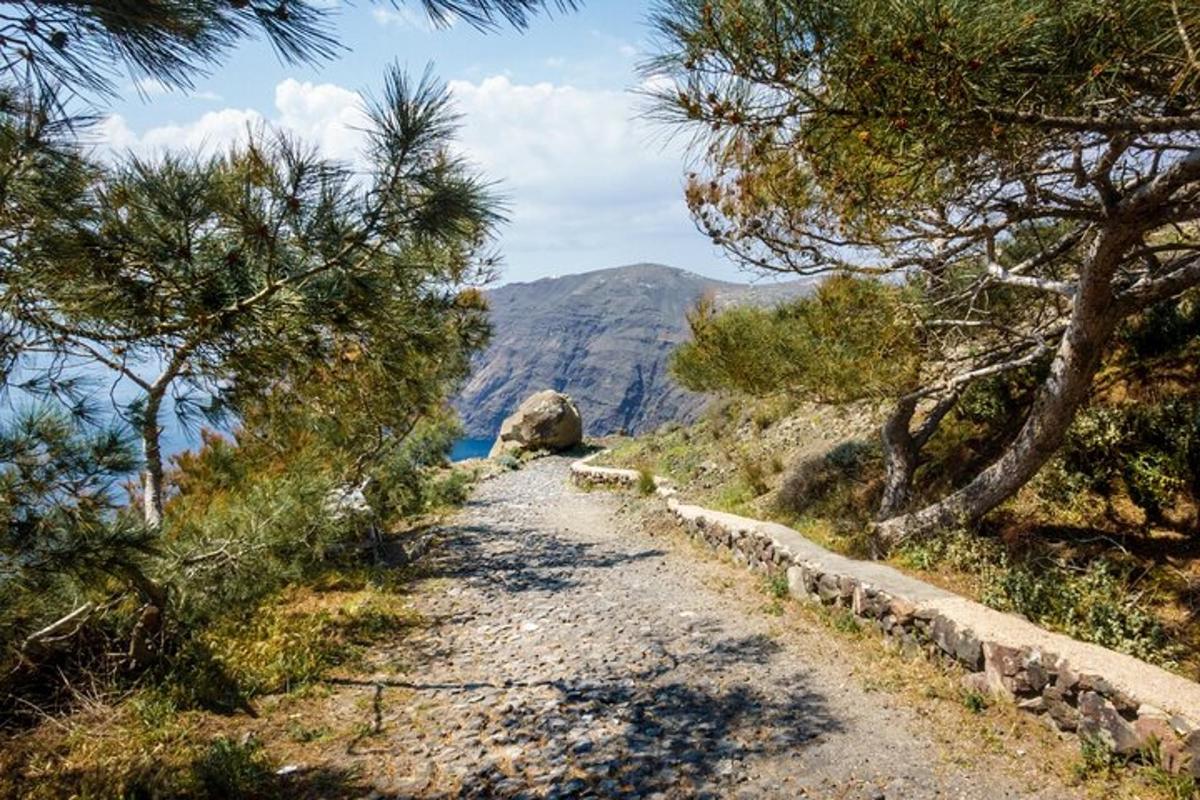 un drum de pământ cu copaci pe coasta unui munte