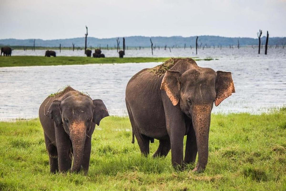 dos elefants drets a l'herba prop d'una massa d'aigua