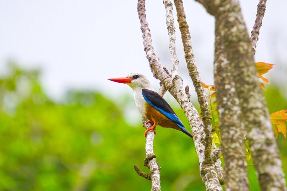 a colorful bird perched on a tree branch