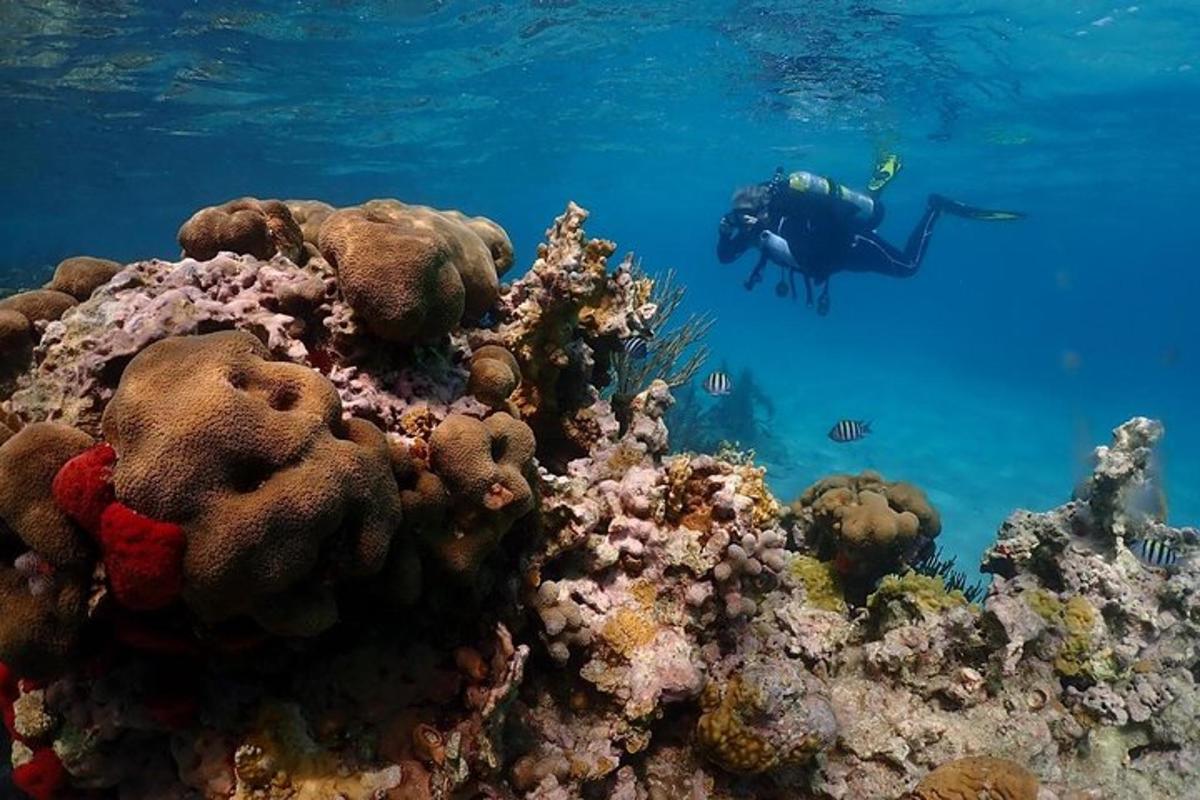 una persona che nuota nell'oceano vicino a una barriera corallina