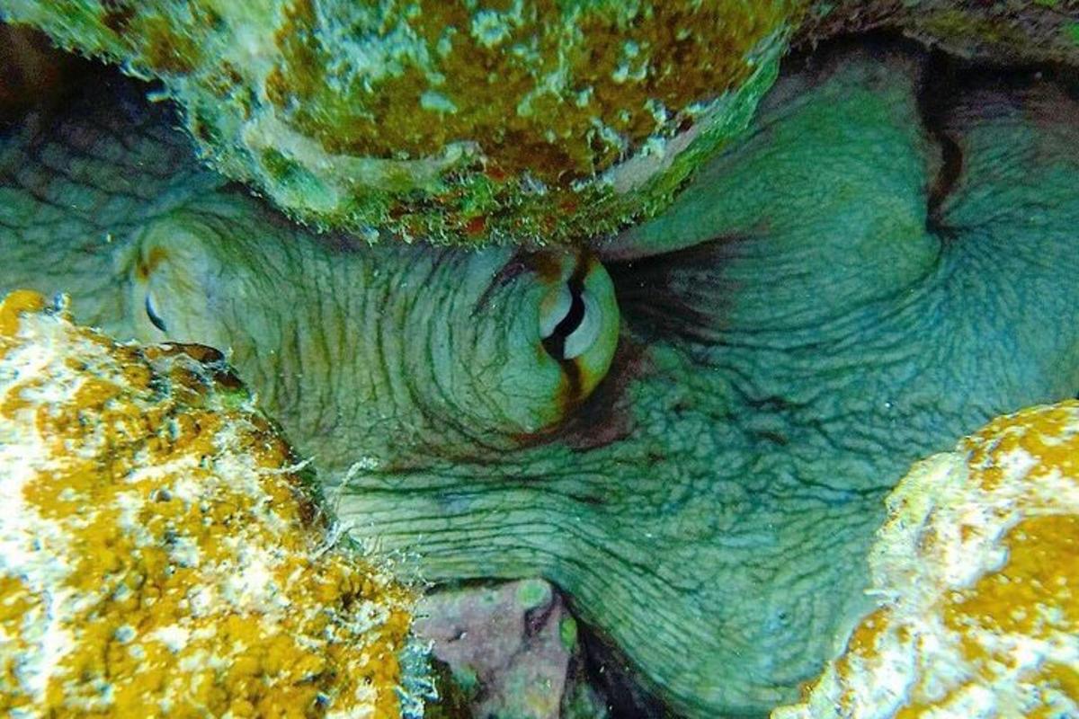 un primo piano di una grotta con del cibo