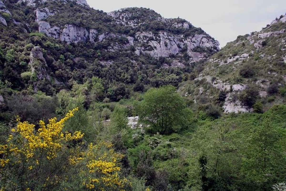 pogled na goro s cvetjem in drevesi