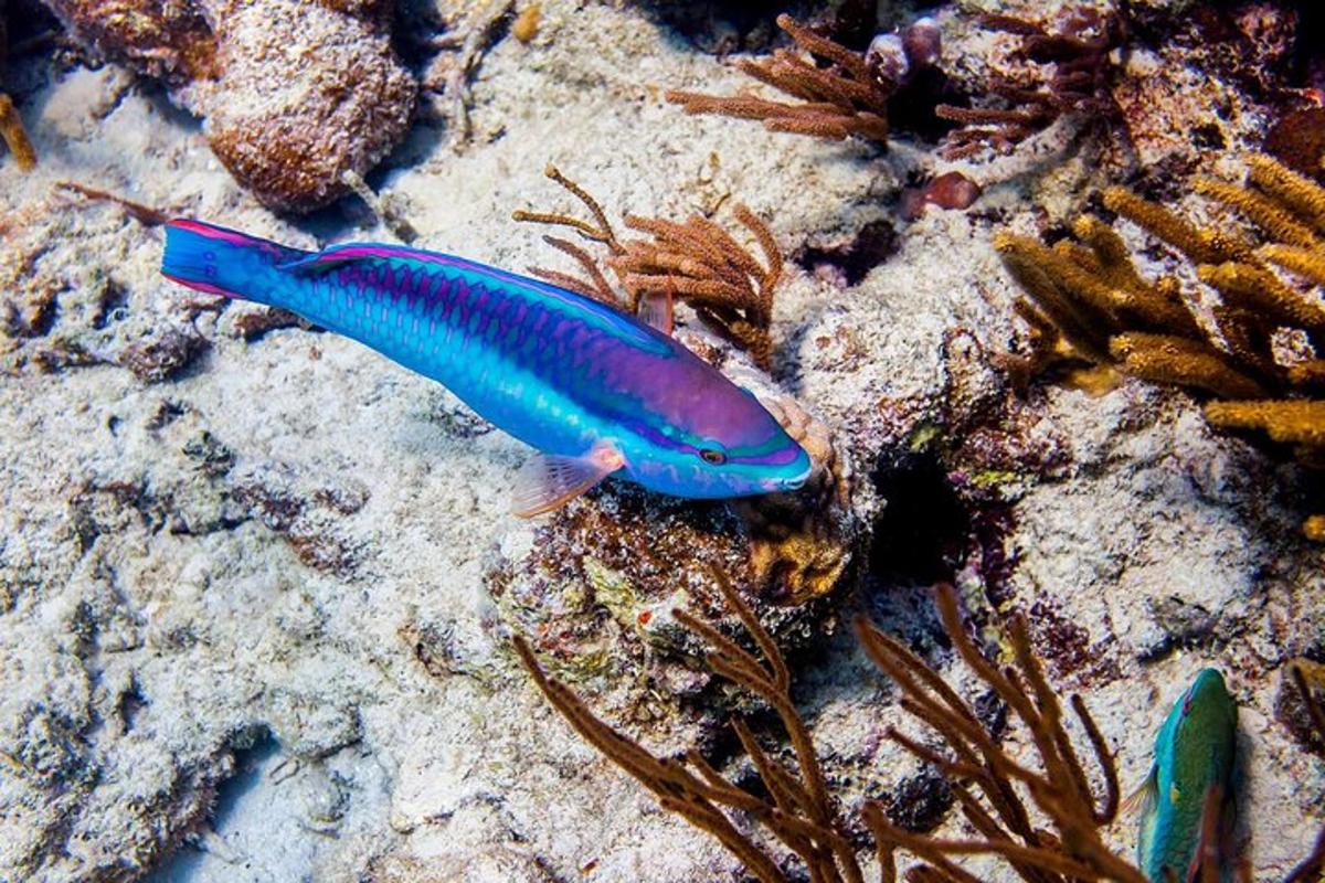 Un pez azul sentado en una roca en el océano