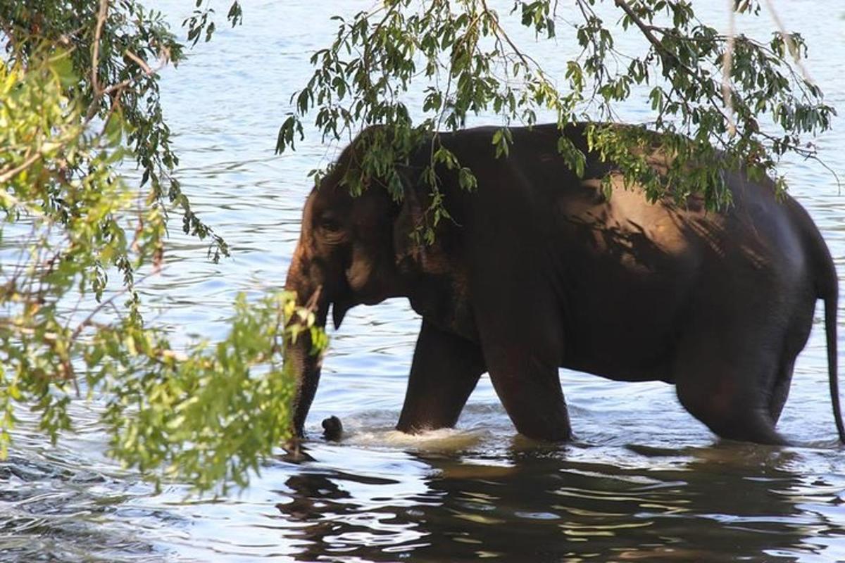 слон ходить у воді з листям