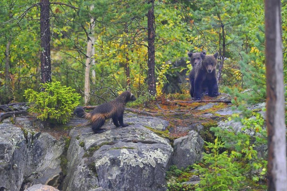 two bears standing on rocks in a forest
