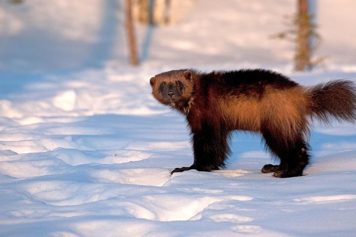 a brown and black bear standing in the snow