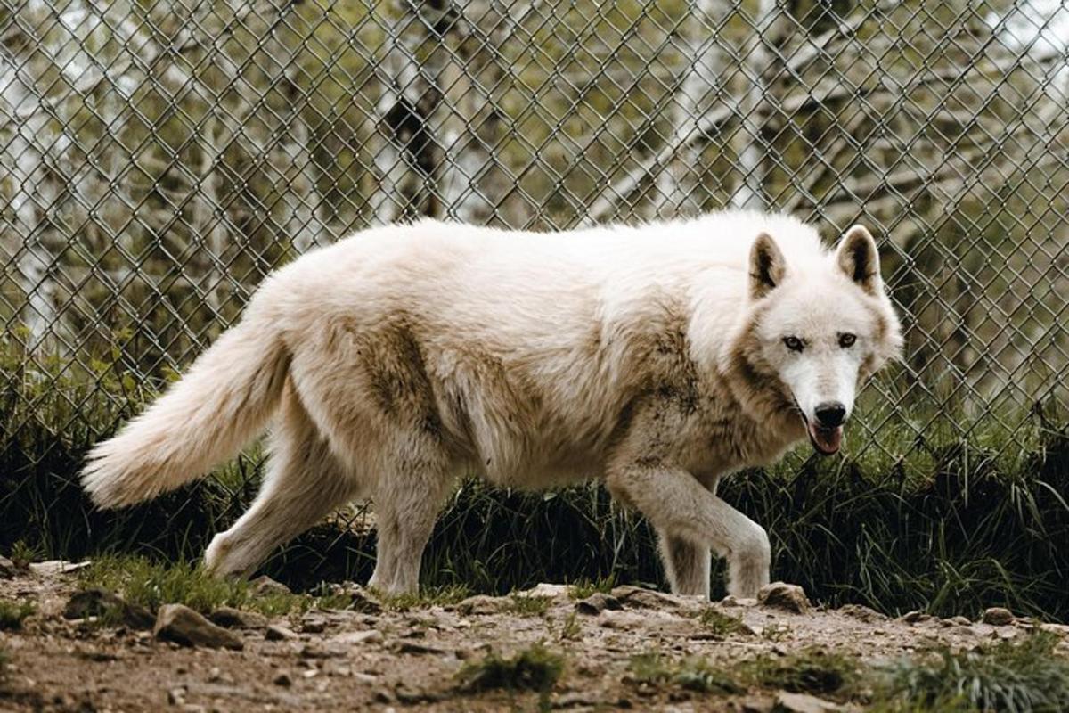 a white dog walking in front of a fence
