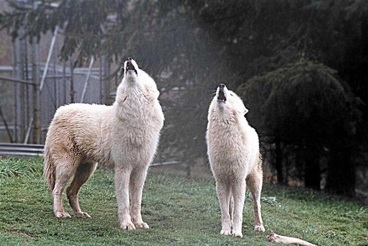 three sheep standing in the grass in a field