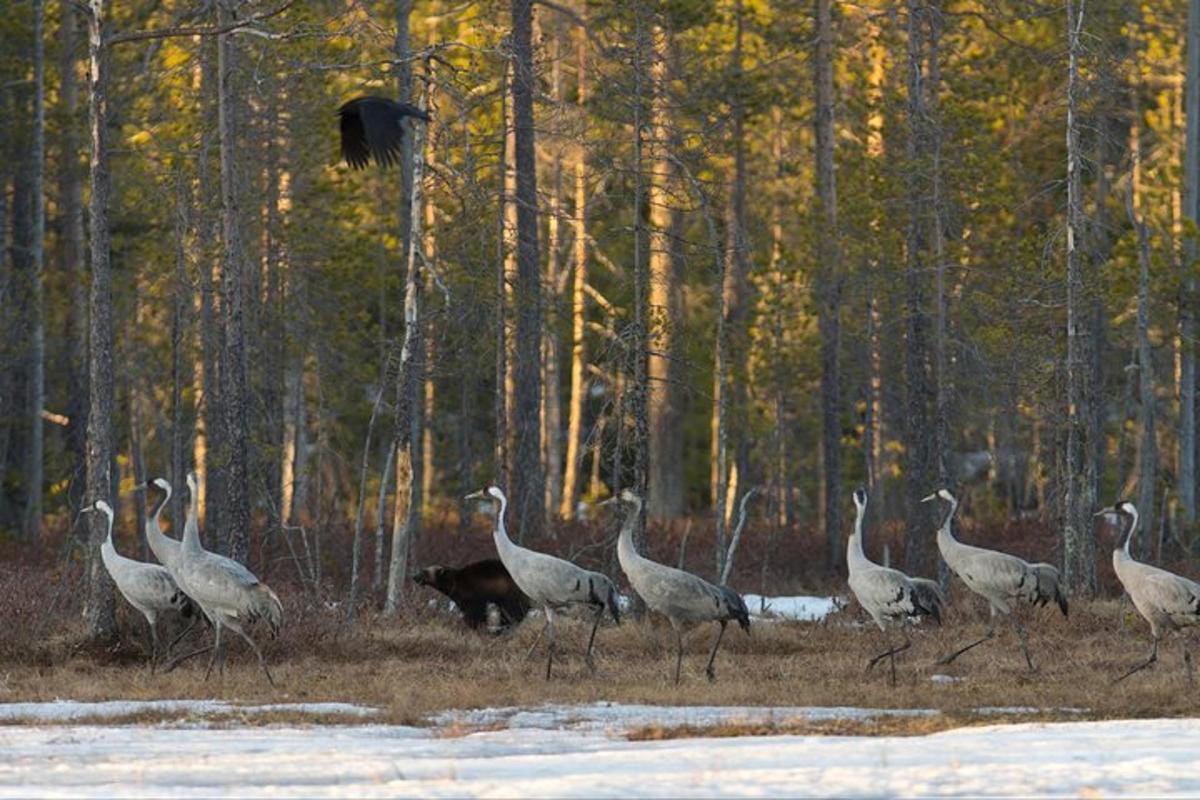 a group of birds walking through a forest