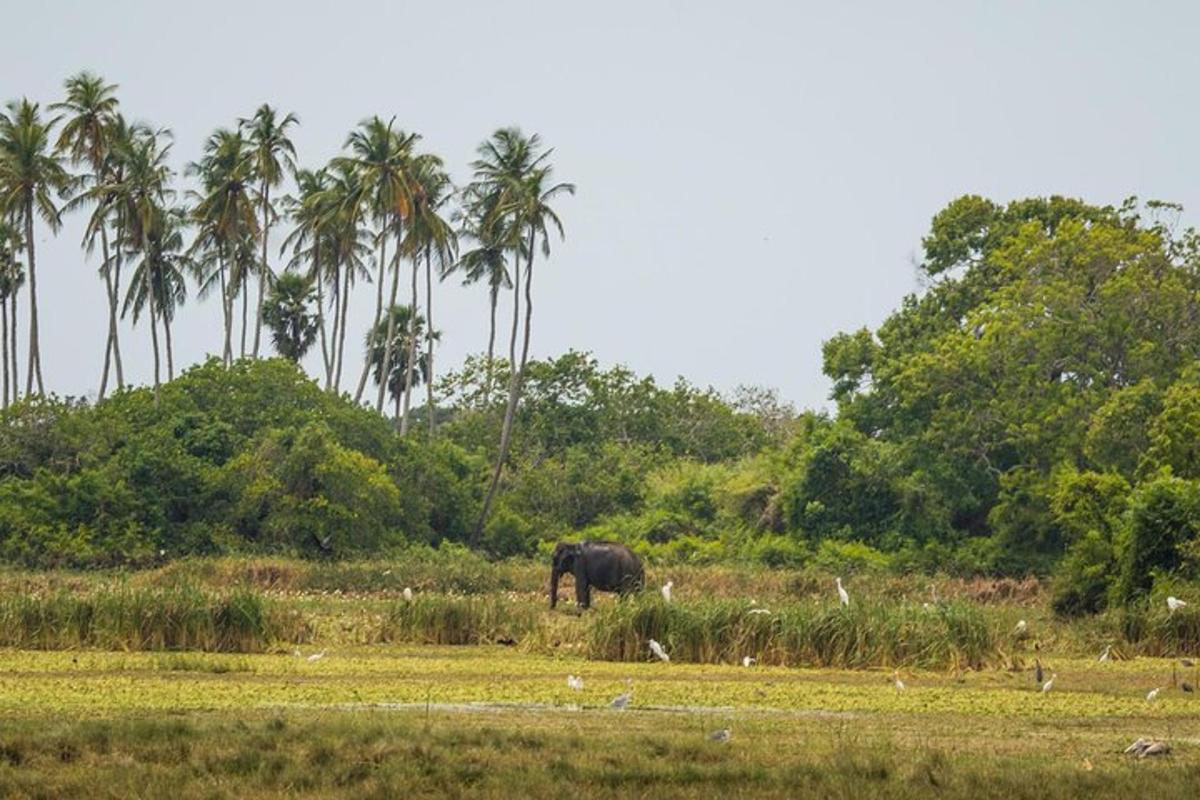 un elefante in piedi in un campo con palme