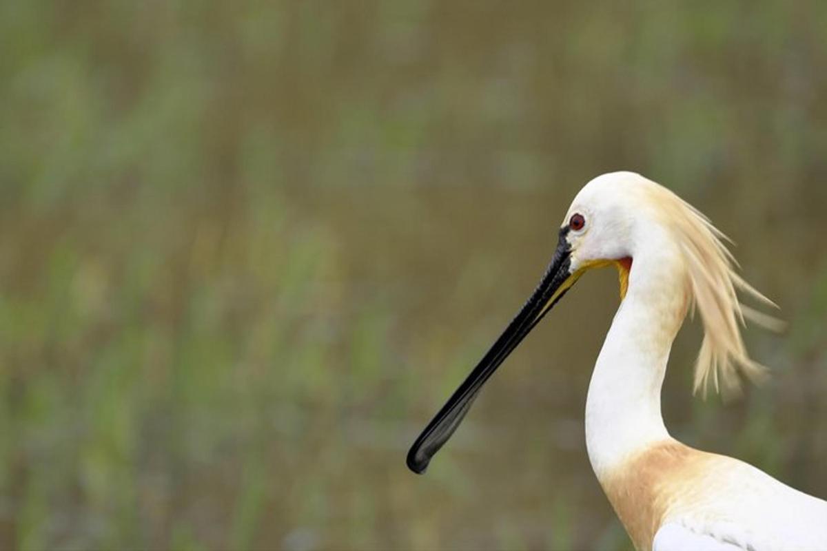 un uccello bianco con un lungo becco nero