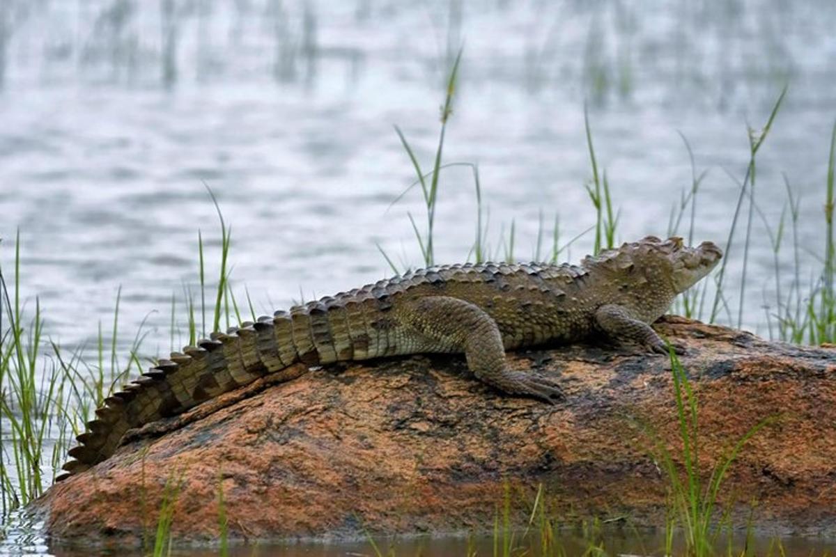 una lucertola seduta su una roccia vicino all'acqua