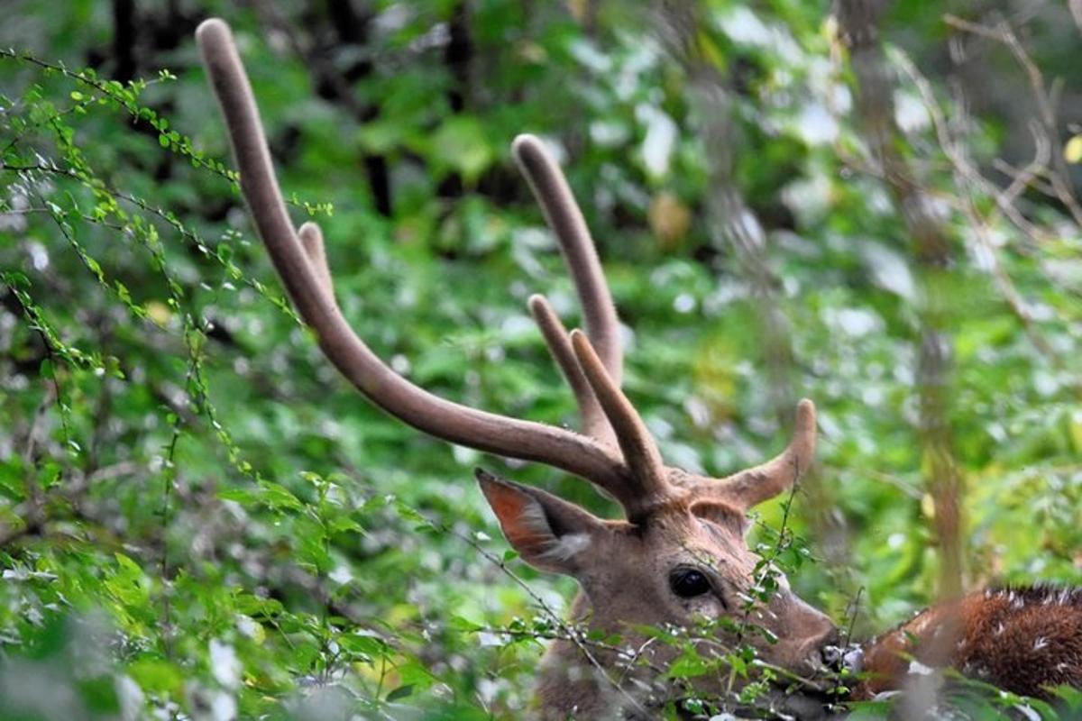 una renna con grandi corna sdraiata nell'erba