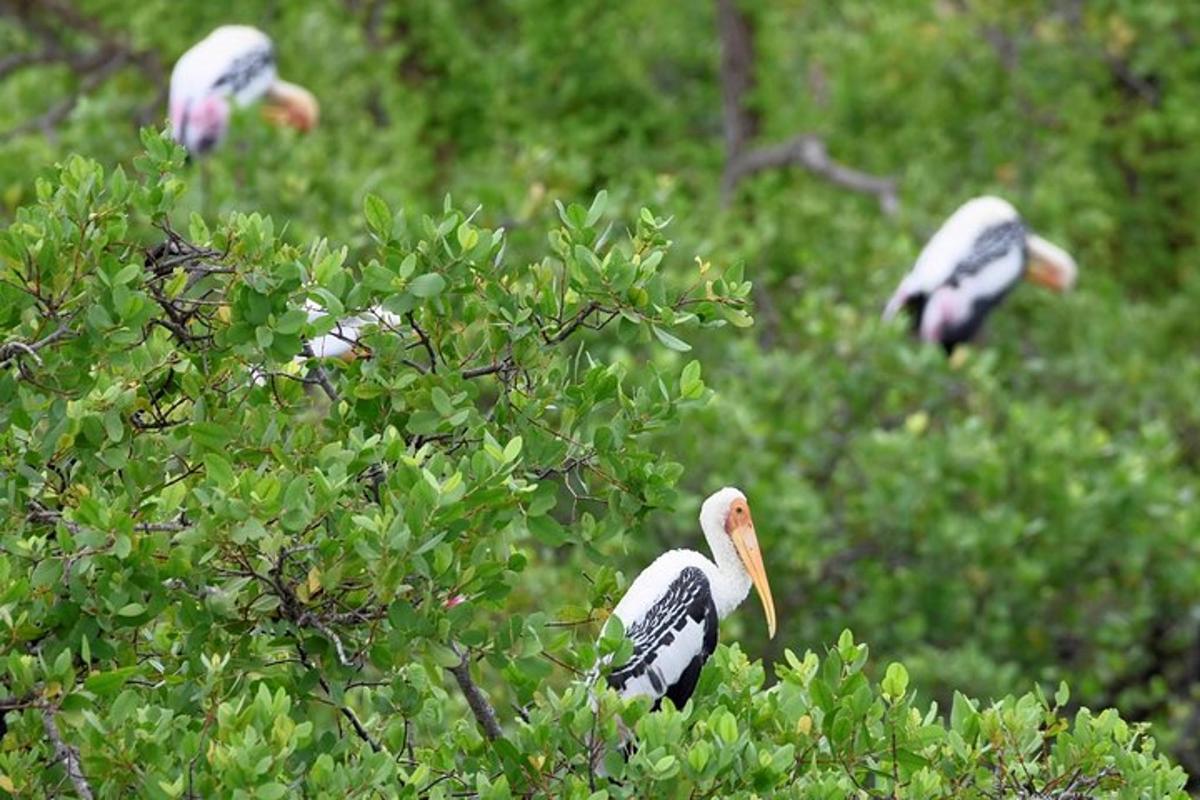 un gruppo di uccelli appollaiati in cima a un albero