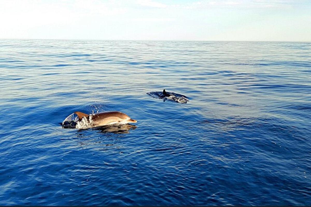 two seals swimming in the water in the ocean