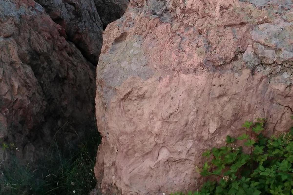 velký hnědý kámen s několika rostlinami na něm