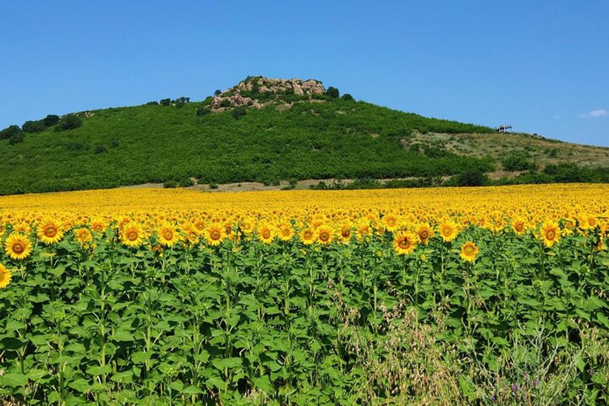 a field of sunflowers with a hill in the background