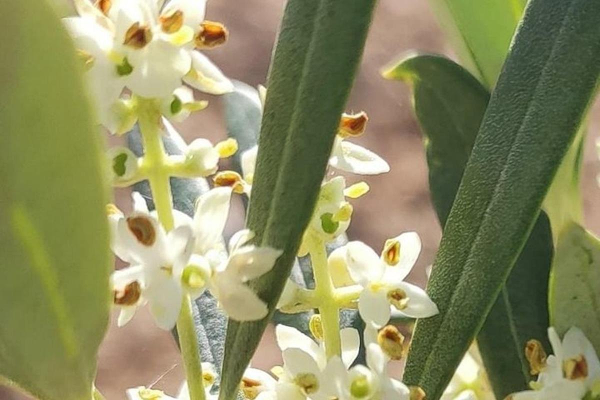 a close up of white flowers on a plant