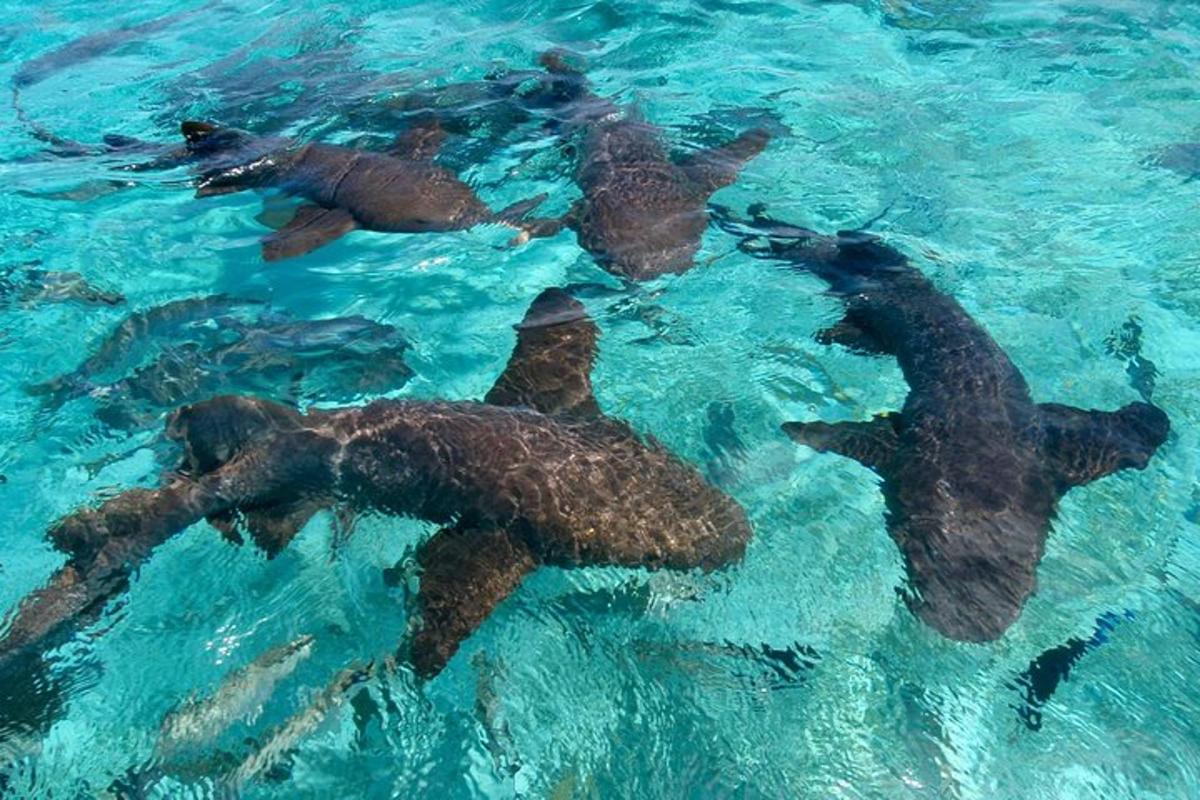 a group of seals swimming in the water