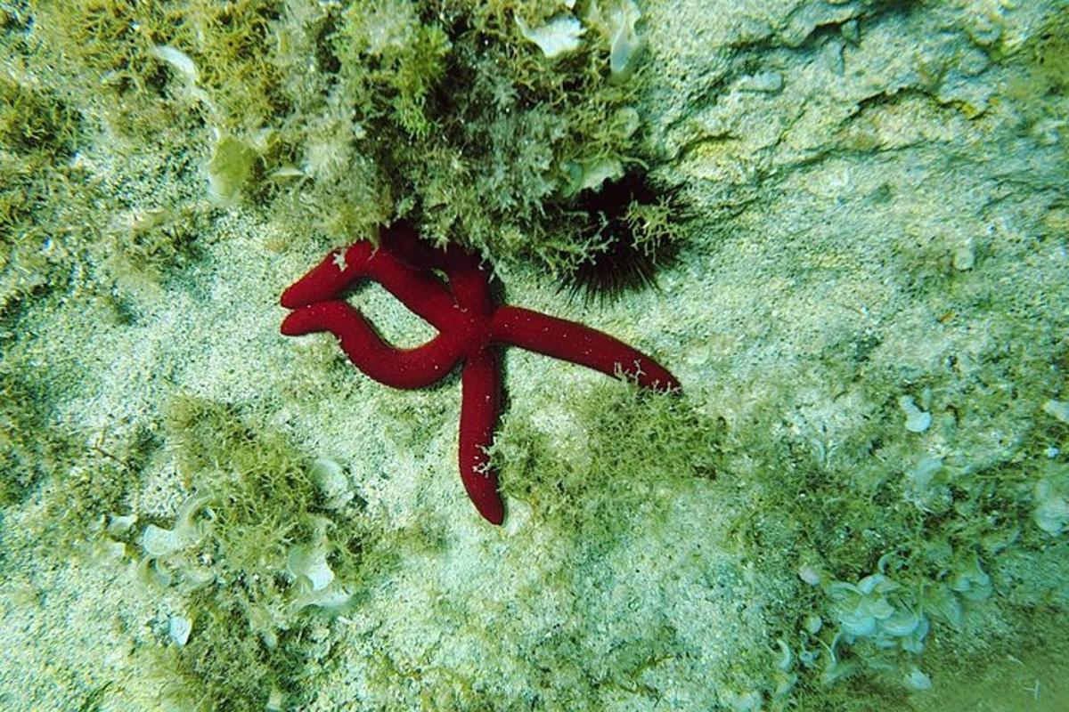 un nastro rosso adagiato sul fondo dell'oceano